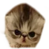 😾 Эмодзи «» для Telegram