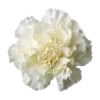 🌸 Эмодзи «» для Telegram