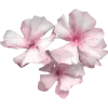 🌸 Эмодзи «» для Telegram
