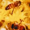 🫥 Эмодзи «Мёд» для Telegram