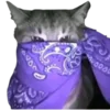 🐱 Эмодзи «bandanacats» для Telegram
