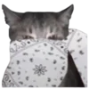 🐱 Эмодзи «bandanacats» для Telegram