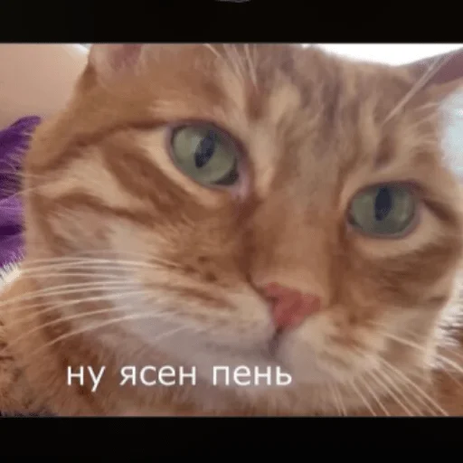 😌 Стикер «TheBrianMaps» для Telegram