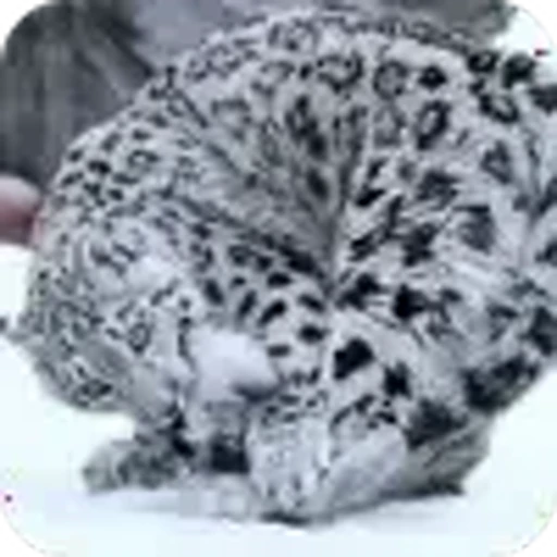 ❤️ Эмодзи «снежные барсики» для Telegram