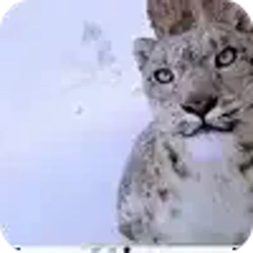 🐱 Эмодзи «снежные барсики» для Telegram