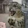 🤬 Эмодзи «снежные барсики» для Telegram