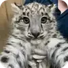 🐱 Эмодзи «снежные барсики» для Telegram