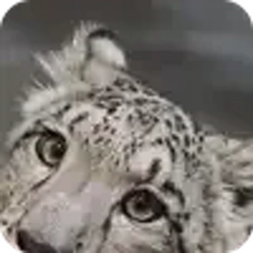 🐱 Эмодзи «снежные барсики» для Telegram