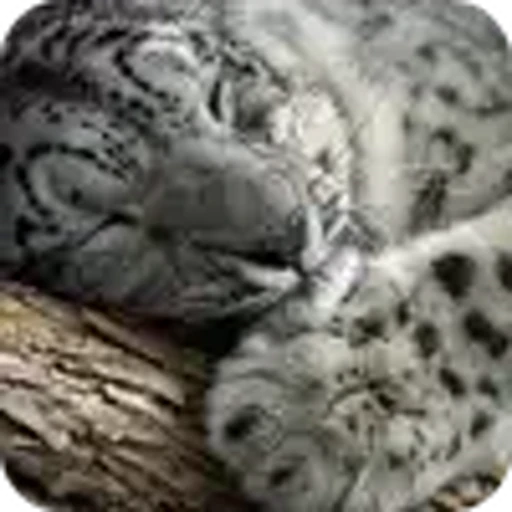 🐱 Эмодзи «снежные барсики» для Telegram
