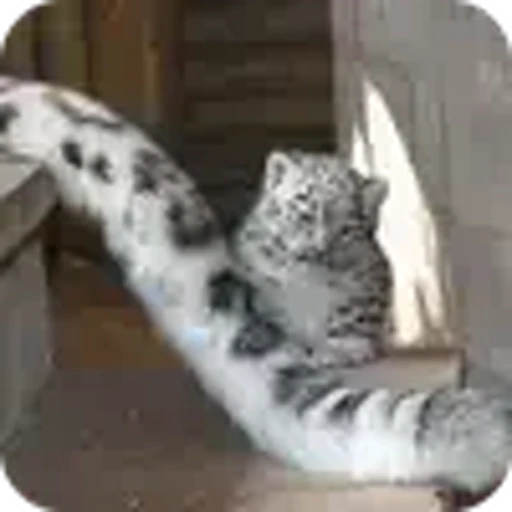 🐱 Эмодзи «снежные барсики» для Telegram