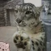 😇 Эмодзи «снежные барсики» для Telegram