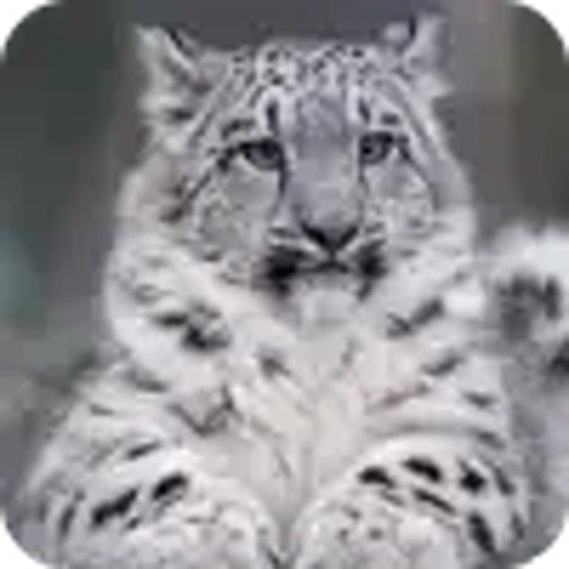 🐱 Эмодзи «снежные барсики» для Telegram