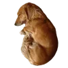 🌟 Эмодзи «Brown» для Telegram