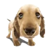 🌟 Эмодзи «Brown» для Telegram