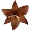 🌟 Эмодзи «Brown» для Telegram