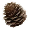 🌟 Эмодзи «Brown» для Telegram