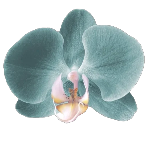 🫥 Стикер «Blue World» для Telegram