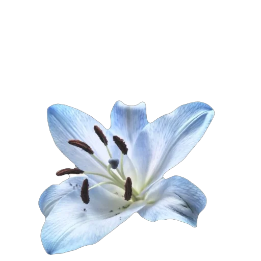 🫥 Стикер «Blue World» для Telegram