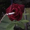 🌹 Эмодзи «Δᥣ᧐᧐Ɗy HꫀᥲRᴛ» для Telegram