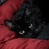 🐱 Эмодзи «Δᥣ᧐᧐Ɗy HꫀᥲRᴛ» для Telegram