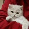 🐱 Эмодзи «Δᥣ᧐᧐Ɗy HꫀᥲRᴛ» для Telegram