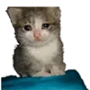 🥺 Эмодзи «B» для Telegram