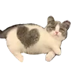 😣 Эмодзи «B» для Telegram