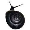 🌟 Эмодзи «/̞̎̆͒̄͗̾̚'3͜͡/̞̎̆͒̄͗̾̚» для Telegram