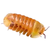 🌟 Эмодзи «/̞̎̆͒̄͗̾̚'3͜͡/̞̎̆͒̄͗̾̚» для Telegram