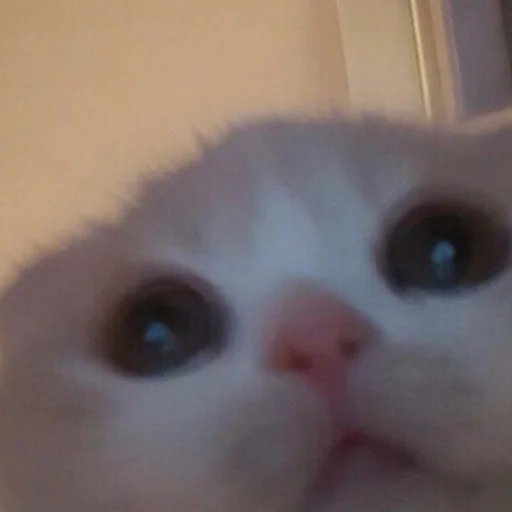 🥺 Стикер «(∪.∪ )...zzz» для Telegram