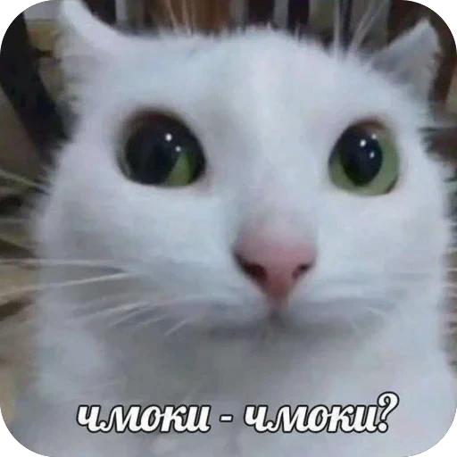 Стикерпак bebe 3859 для Telegram — скачать