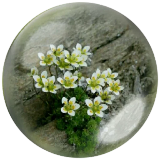 🍀 Стикер «autumnpoet» для Telegram