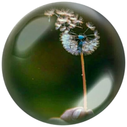🕊 Стикер «autumnpoet» для Telegram