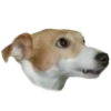 🥹 Эмодзи «belle the dog» для Telegram