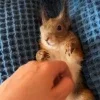 🖤 Эмодзи «Мемная Белка Из» для Telegram