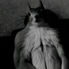 🖤 Эмодзи «Мемная Белка Из» для Telegram