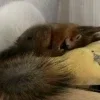 🖤 Эмодзи «Мемная Белка Из» для Telegram