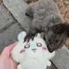 🖤 Эмодзи «Мемная Белка Из» для Telegram