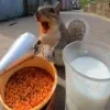🖤 Эмодзи «Мемная Белка Из» для Telegram