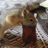 🖤 Эмодзи «Мемная Белка Из» для Telegram