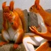 🖤 Эмодзи «Мемная Белка Из» для Telegram