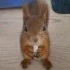 🖤 Эмодзи «Мемная Белка Из» для Telegram