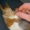 🖤 Эмодзи «Мемная Белка Из» для Telegram