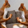 🖤 Эмодзи «Мемная Белка Из» для Telegram