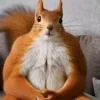 🖤 Эмодзи «Мемная Белка Из» для Telegram