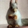 🖤 Эмодзи «Мемная Белка Из» для Telegram