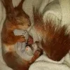 🖤 Эмодзи «Мемная Белка Из» для Telegram