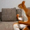 🖤 Эмодзи «Мемная Белка Из» для Telegram