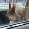 🖤 Эмодзи «Мемная Белка Из» для Telegram