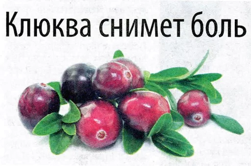 🍎 Стикер «BelPress» для Telegram